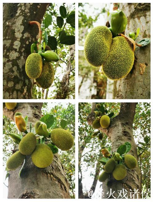 探秘菠萝蜜视频：热带水果的奇幻世界