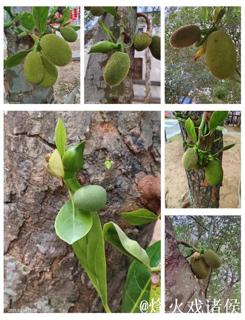 探秘菠萝蜜视频：热带水果的奇幻世界