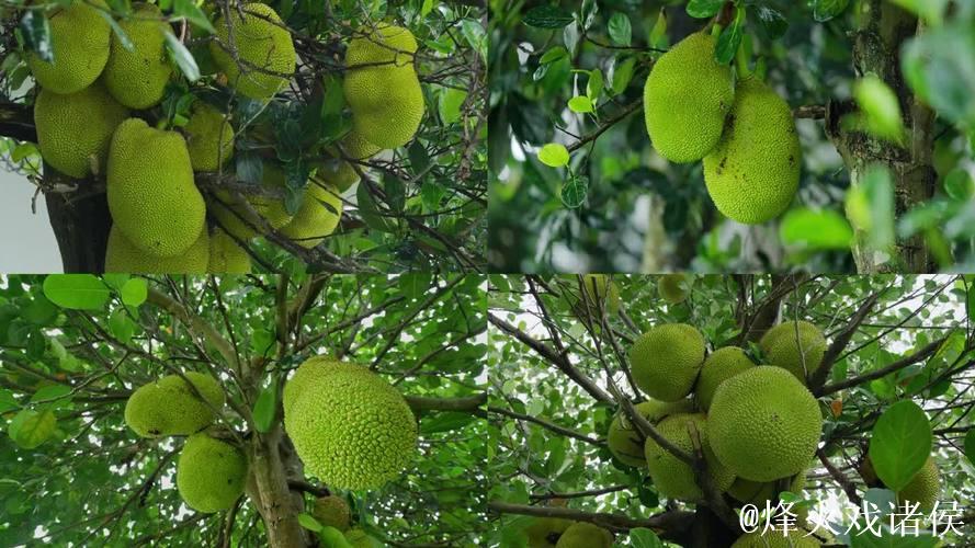 下载菠萝蜜视频